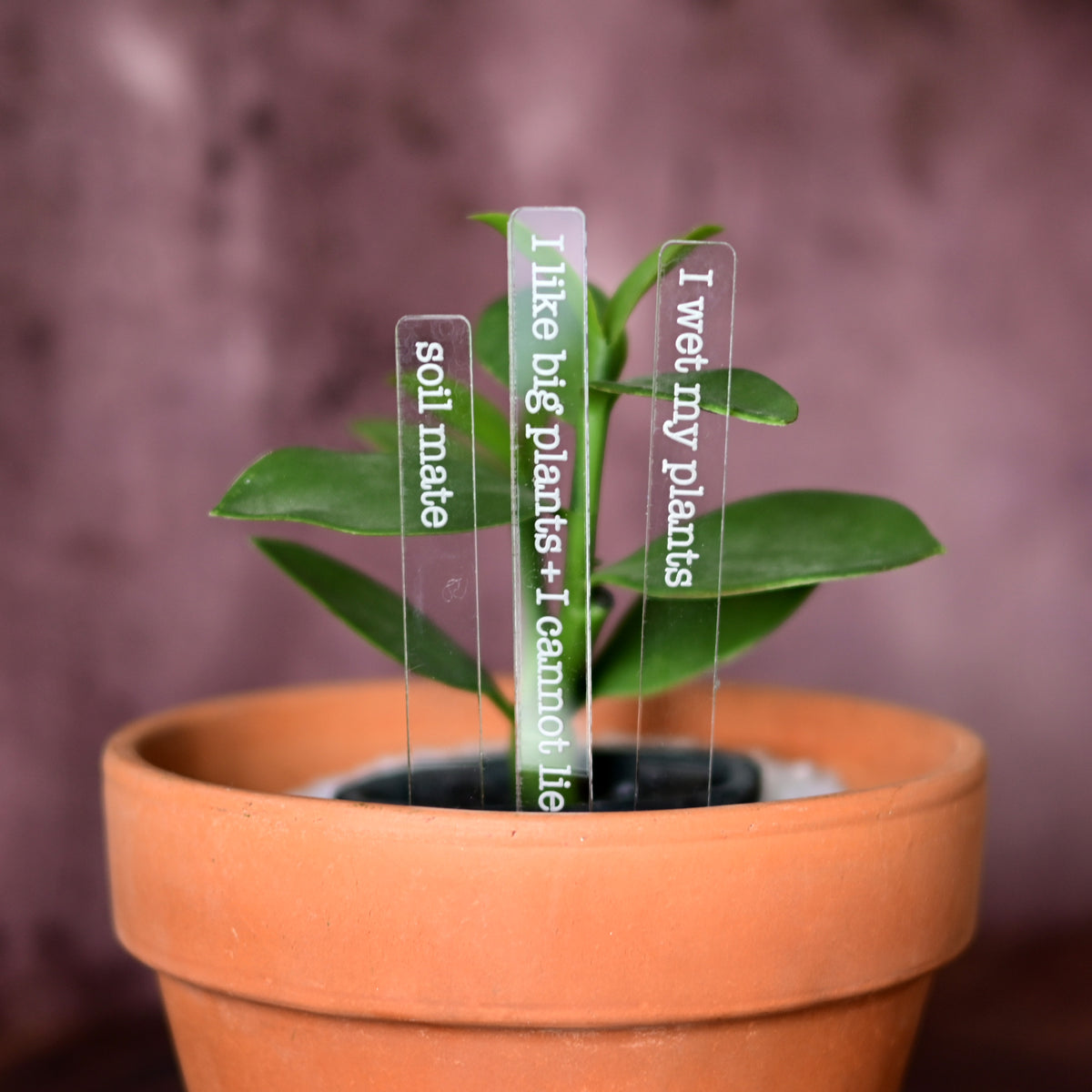 Punny Plant Markers Set of 3 Plant Stakes - Plant Lover