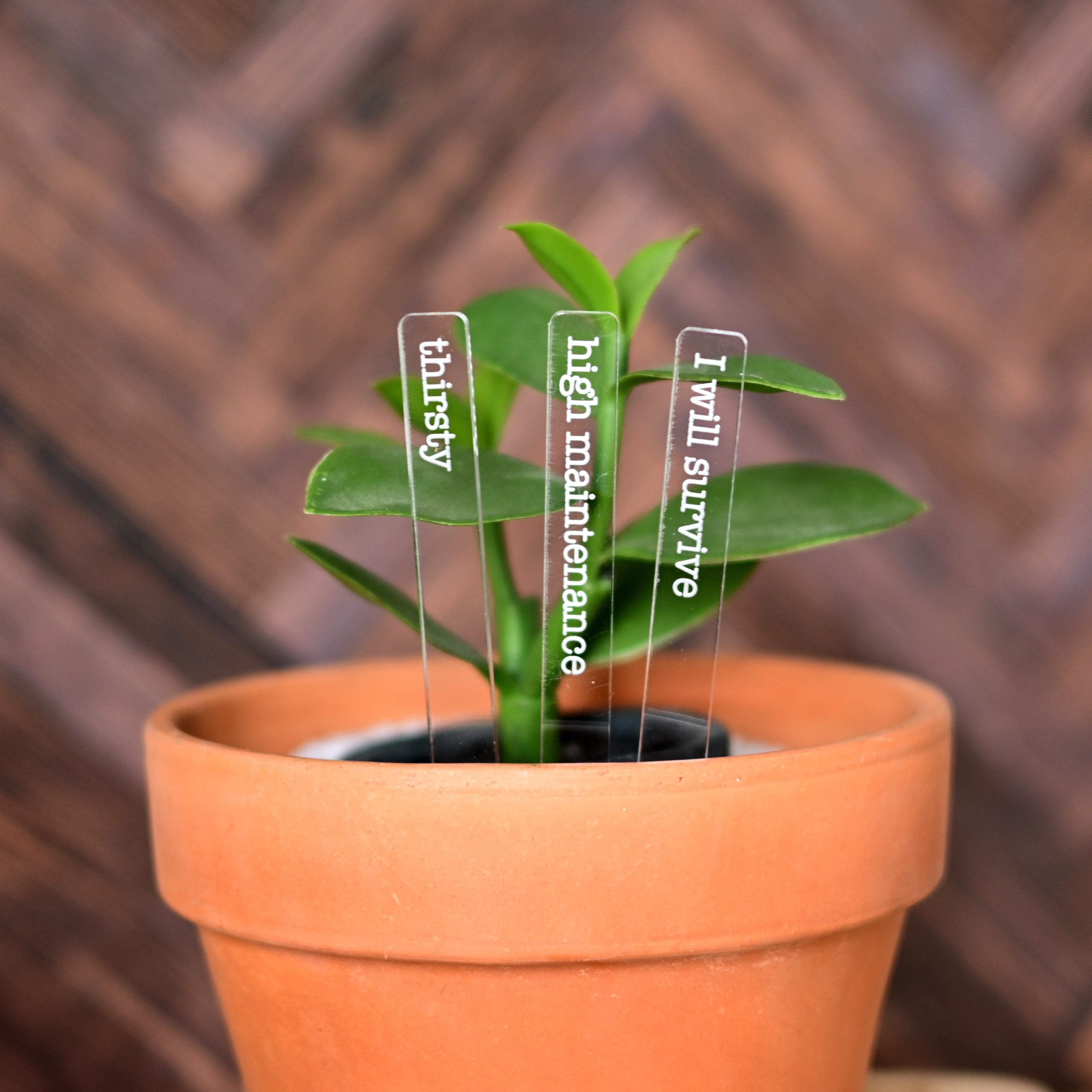 house plant stakes Punny Plant Markers Set of 3 Plant Stakes